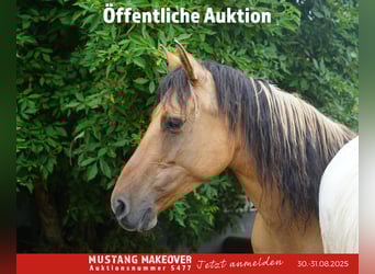 Mustang (amerikanisch), Stute, 9 Jahre, 147 cm, Falbe