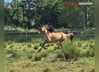 Mustang (amerikanisch), Stute, 9 Jahre, 147 cm, Falbe