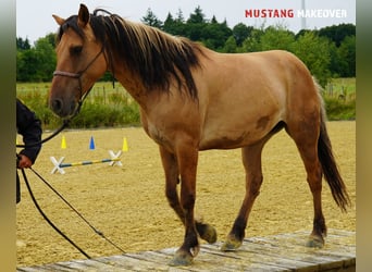 Mustang (amerikanisch), Stute, 9 Jahre, 147 cm, Falbe