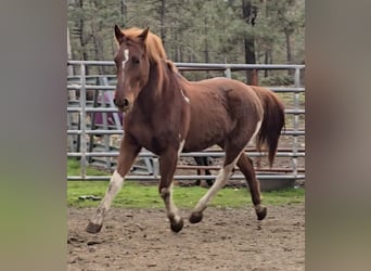 Mustang (amerikanisch), Stute, 9 Jahre, 150 cm, Schecke