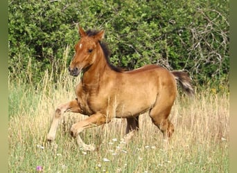 Mustang (amerikanisch), Stute, Fohlen (04/2025), 155 cm, Falbe