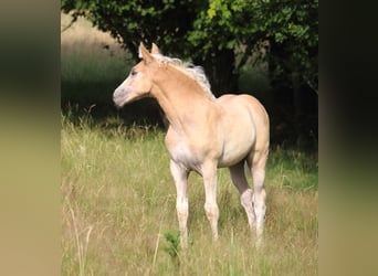 Mustang (amerikanisch), Stute, , 155 cm, Red Dun
