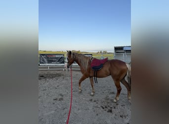 Mustang (amerikanisch), Wallach, 10 Jahre, 146 cm, Fuchs