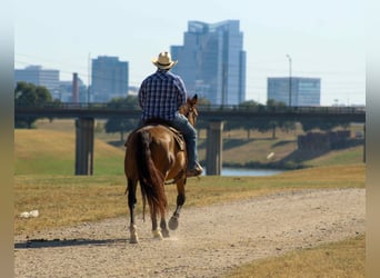 Mustang (amerikanisch), Wallach, 10 Jahre, 152 cm, Buckskin