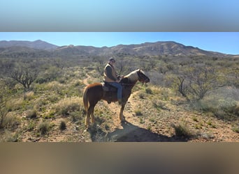 Mustang (amerikanisch), Wallach, 11 Jahre, 152 cm, Rotfuchs