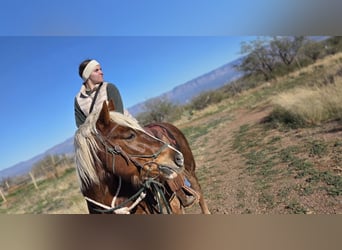Mustang (amerikanisch), Wallach, 11 Jahre, 152 cm, Rotfuchs