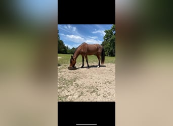 Mustang (amerikanisch), Wallach, 12 Jahre, 142 cm, Roan-Red