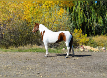 Mustang (amerikanisch), Wallach, 12 Jahre, 152 cm, Dunkelfuchs