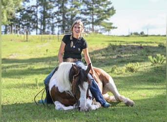 Mustang (amerikanisch), Wallach, 12 Jahre, 152 cm, Schecke