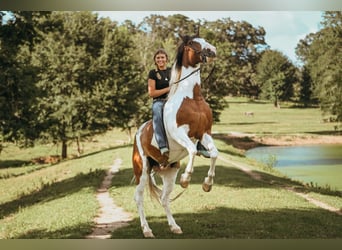 Mustang (amerikanisch), Wallach, 12 Jahre, 152 cm, Schecke