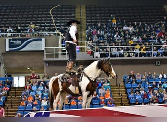 Mustang (amerikanisch), Wallach, 12 Jahre, 152 cm, Schecke