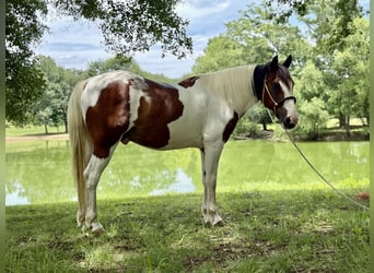 Mustang (amerikanisch), Wallach, 12 Jahre, 152 cm, Schecke