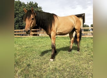 Mustang (amerikanisch), Wallach, 12 Jahre