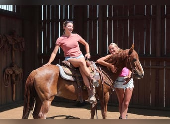 Mustang (amerikanisch), Wallach, 14 Jahre, 142 cm, Rotfuchs