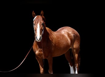 Mustang (amerikanisch), Wallach, 14 Jahre, 142 cm, Rotfuchs