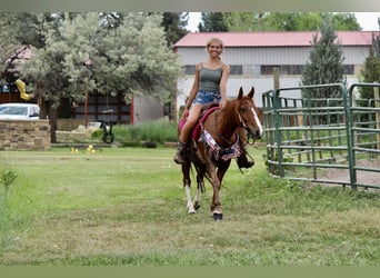 Mustang (amerikanisch), Wallach, 14 Jahre, 142 cm, Rotfuchs