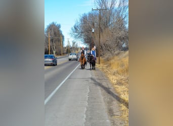 Mustang (amerikanisch), Wallach, 14 Jahre, 157 cm, Falbe