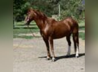 Mustang (amerikanisch), Wallach, 15 Jahre, 152 cm, Rotfuchs
