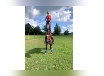 Mustang (amerikanisch), Wallach, 2 Jahre, 142 cm, Rotbrauner