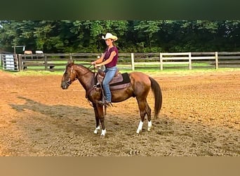 Mustang (amerikanisch), Wallach, 2 Jahre, 142 cm