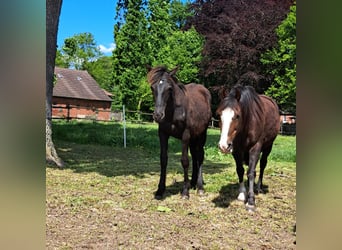 Mustang (amerikanisch) Mix, Wallach, 2 Jahre, 158 cm, Rappe