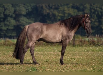 Mustang (amerikanisch) Mix, Wallach, 2 Jahre, 158 cm, Rappe