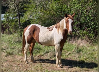 Mustang (amerikanisch), Wallach, 2 Jahre, Schecke