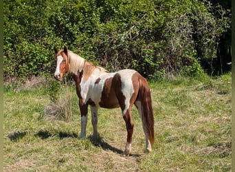 Mustang (amerikanisch), Wallach, 2 Jahre, Schecke