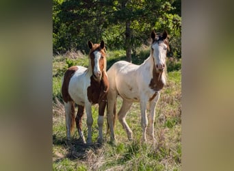 Mustang (amerikanisch), Wallach, 2 Jahre, Schecke