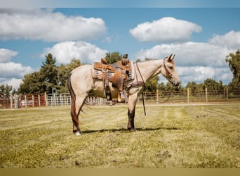 Mustang (amerikanisch), Wallach, 3 Jahre, 137 cm, Buckskin