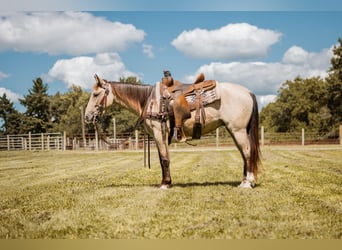 Mustang (amerikanisch), Wallach, 3 Jahre, 137 cm, Buckskin