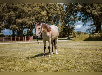 Mustang (amerikanisch), Wallach, 3 Jahre, 137 cm, Buckskin