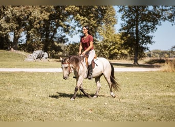 Mustang (amerikanisch), Wallach, 3 Jahre, 137 cm, Buckskin