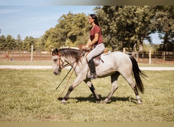 Mustang (amerikanisch), Wallach, 3 Jahre, 137 cm, Buckskin