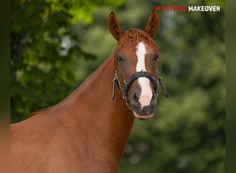 Mustang (amerikanisch), Wallach, 3 Jahre, 143 cm, Fuchs