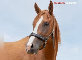 Mustang (amerikanisch), Wallach, 3 Jahre, 143 cm, Fuchs