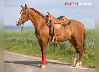 Mustang (amerikanisch), Wallach, 3 Jahre, 143 cm, Fuchs
