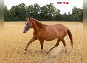 Mustang (amerikanisch), Wallach, 3 Jahre, 143 cm, Fuchs