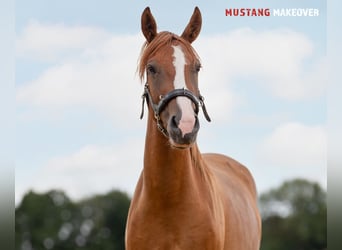 Mustang (amerikanisch), Wallach, 3 Jahre, 143 cm, Fuchs