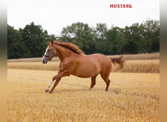 Mustang (amerikanisch), Wallach, 3 Jahre, 143 cm, Fuchs