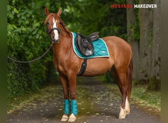 Mustang (amerikanisch), Wallach, 3 Jahre, 143 cm, Fuchs