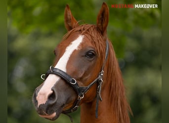 Mustang (amerikanisch), Wallach, 3 Jahre, 143 cm, Fuchs