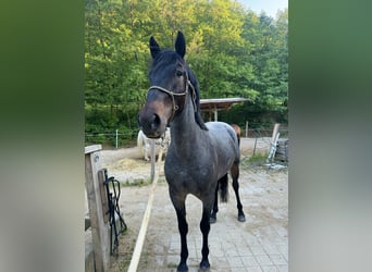 Mustang (amerikanisch), Wallach, 3 Jahre, 152 cm