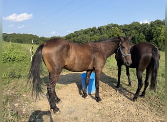 Mustang (amerikanisch), Wallach, 3 Jahre, Rappe
