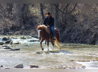 Mustang (amerikanisch), Wallach, 4 Jahre, 142 cm, Dunkelfuchs