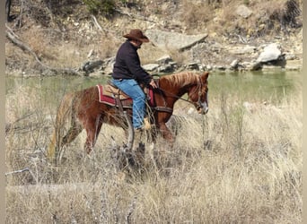 Mustang (amerikanisch), Wallach, 4 Jahre, 142 cm, Dunkelfuchs