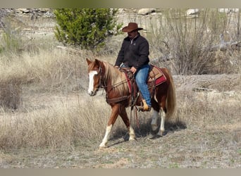 Mustang (amerikanisch), Wallach, 4 Jahre, 142 cm, Dunkelfuchs