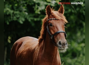 Mustang (amerikanisch), Wallach, 4 Jahre, 150 cm, Fuchs