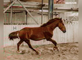 Mustang (amerikanisch), Wallach, 4 Jahre, 150 cm, Fuchs