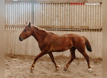 Mustang (amerikanisch), Wallach, 4 Jahre, 150 cm, Fuchs